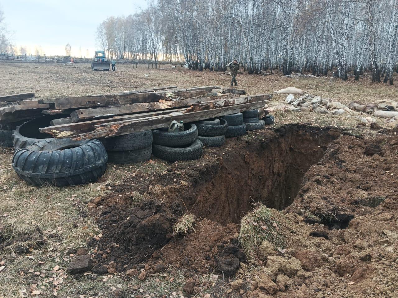 Фото В Новосибирске опубликовано видео изъятия свиней из-за подозрения на опасную болезнь 2